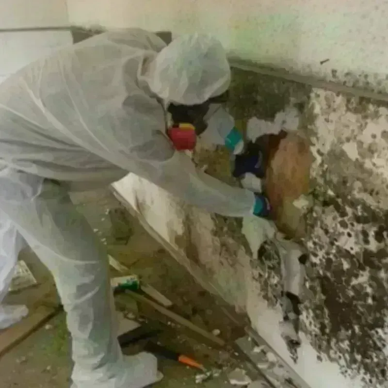 Mold Remediation and Removal in Trinity, TX